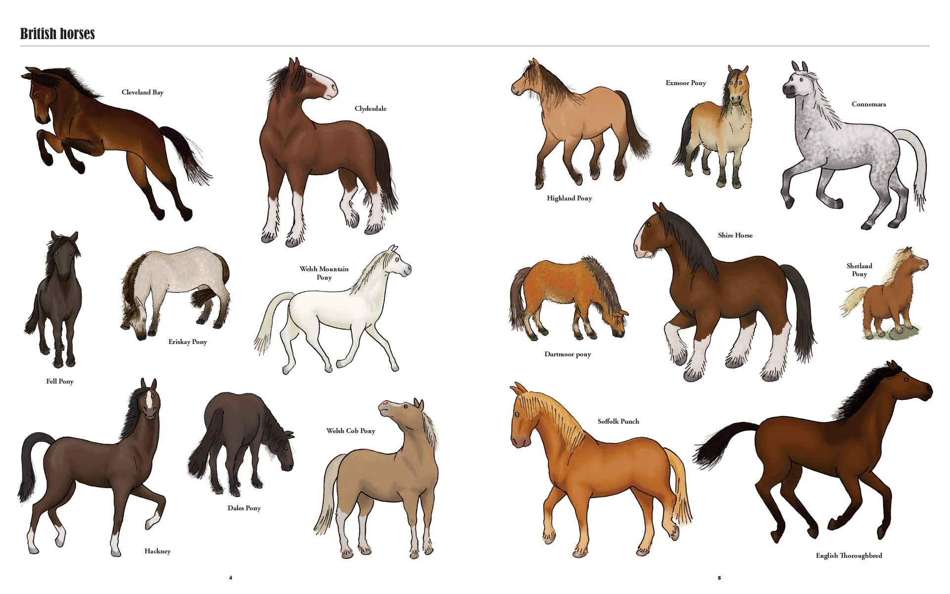 Big Horses, Little Horses : A Visual Guide to the World's Horses and Ponies