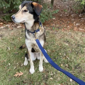 Royal Blue Leash