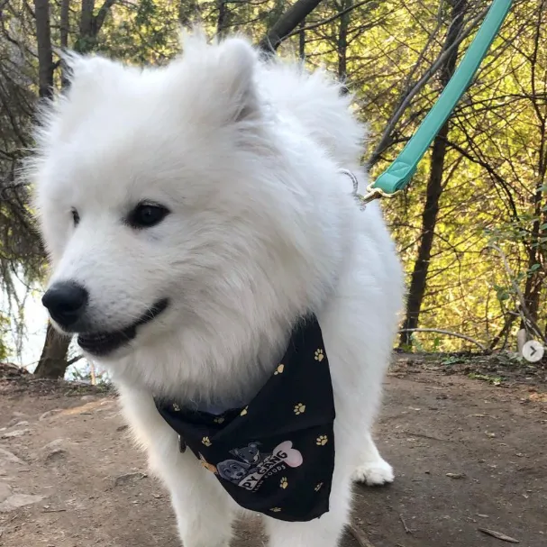 Tropical Green Leash